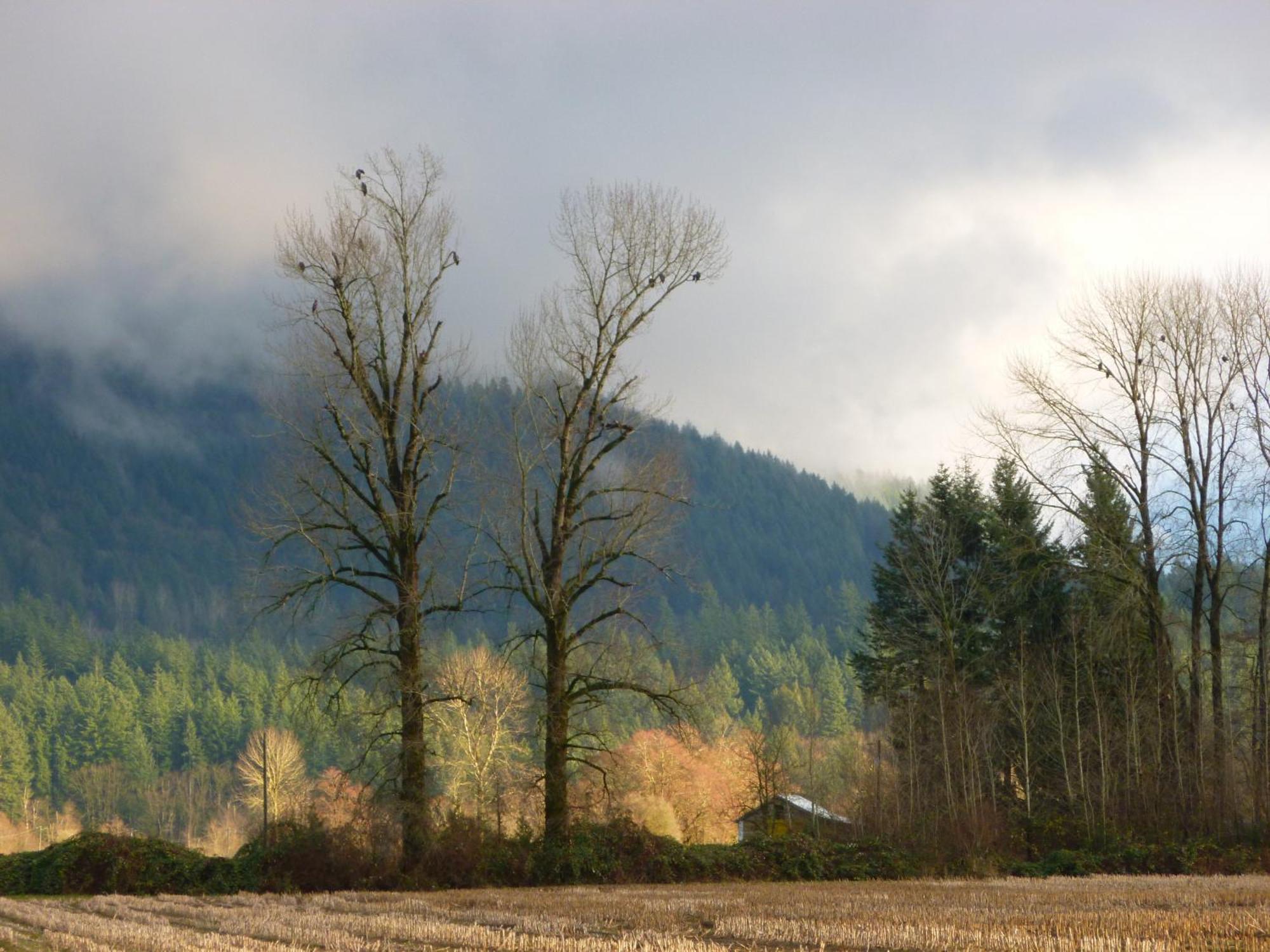 Harrison Hammond House Farmstay Harrison Mills Kültér fotó